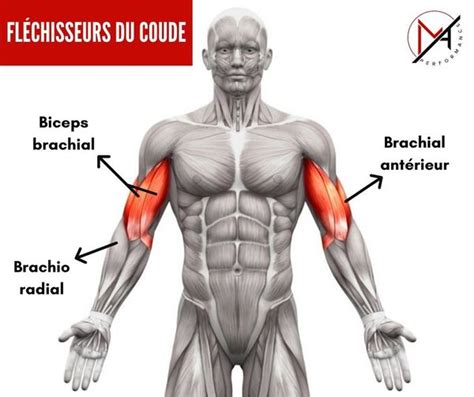 Exercices biceps avec haltères : 8 curls incroyables à pratiquer