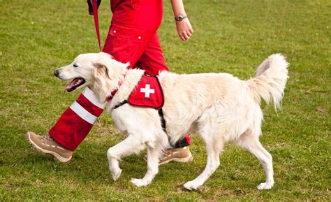 Search And Rescue Dog Breeds