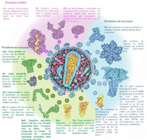 Structure d'une particule virale du VIH-1. adaptée de [44] | Download ...