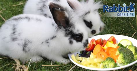Can Rabbit Eat Carrots? The Ultimate Guide To Bunny Food - Vet Advises