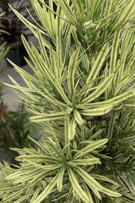 Buy Roman Candles Podocarpus Yew | 3 Gallon | FREE SHIPPING