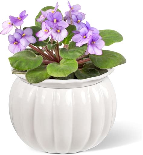 African Violet Pot, 6 Inch Self Watering Ceramic Flower Planter with ...
