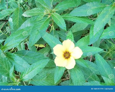 Turnera ulmifolia stock image. Image of turnera, garden - 168141779