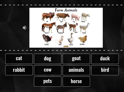 Unit 5: Animals - Find the match
