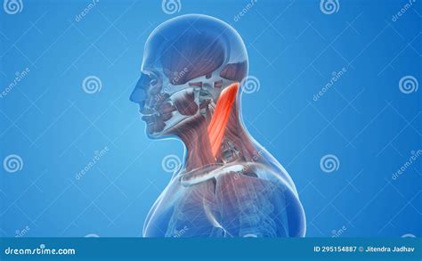 Sternocleidomastoid Muscles Pain and Injury Stock Illustration ...