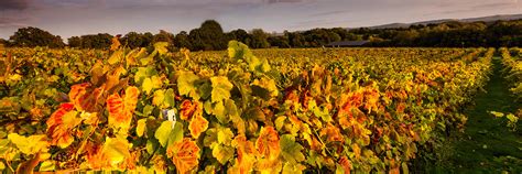 Bolney Wine Estate | Bolney, West Sussex