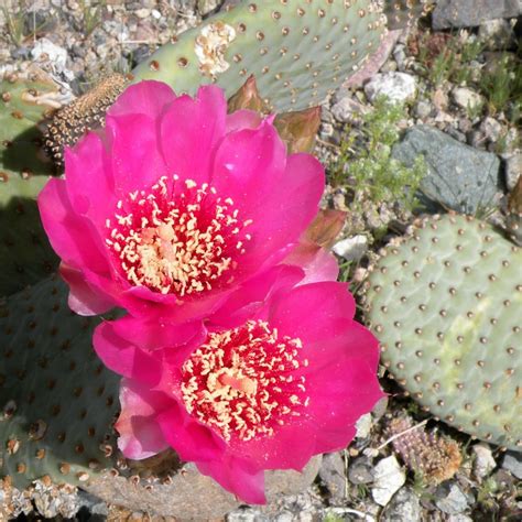 Arizona Desert Plants And Flowers