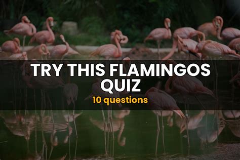 Flamingos Quiz | Nature Trivia