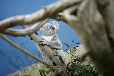 Budapest Zoo Welcomes First-Ever Koalas - Hungary Today