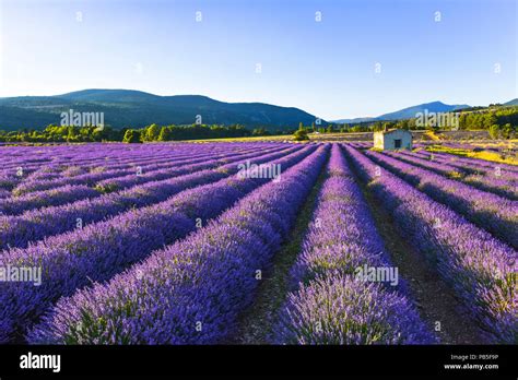 lavender landscape with mountainscape and hut, Provence, France Stock ...