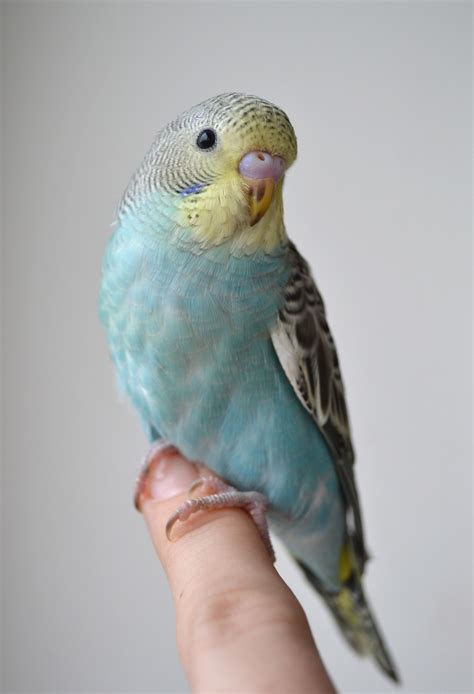 Budgie parrot breeding a step by step guide – Artofit