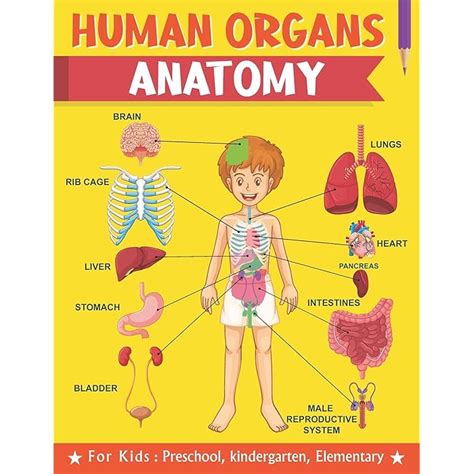 Buy Human Organs Anatomy For Kids Preschool kindergarten Elementary ...