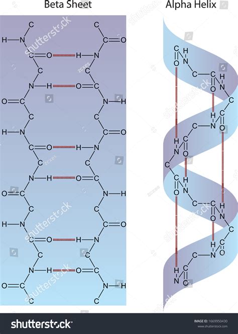 Diagram Of Alpha Helix Structure Helix Alpha Hydrogen Bondin