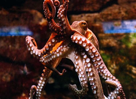 Tropical Fish Tank Octopus at Helen Walker blog