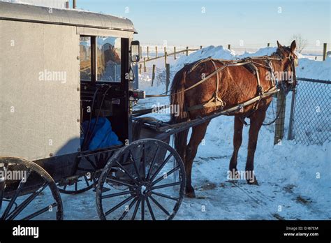 Amish horse and buggy parked in the snow, Lancaster County, PA, USA ...