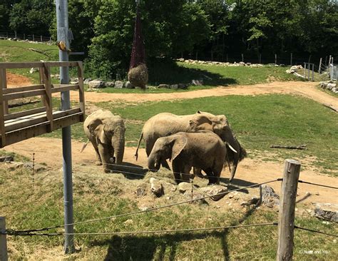Le Zoo de Beauval : une sortie idéale en famille
