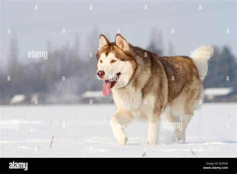 Alaskan Malamute Adult dog walking snow Stock Photo - Alamy