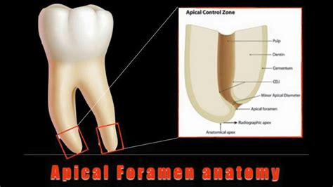 Apical foramen anatomy | Odontología