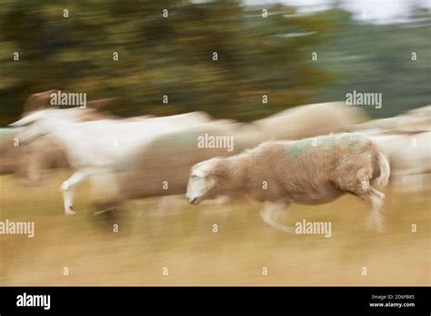 Sheep, run, exercise Stock Photo - Alamy