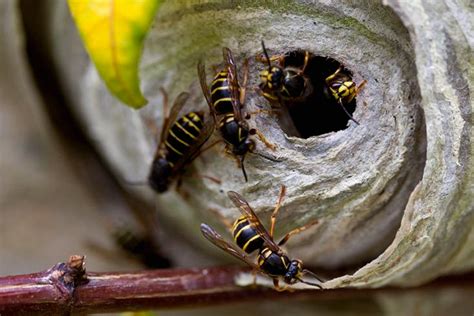 Qui PAIE la Destruction d'un NID de FRELON ASIATIQUE ? Découvrez-le ...