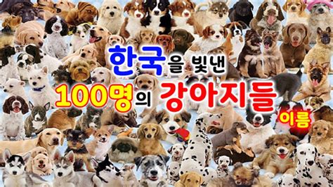 갈색 강아지 이름 | (심쿵 강아지) 한국을 빛낸 100명의 강아지 이름│강아지 이름 추천│이름 짓기 │가장 사랑 받는 강아지 ...