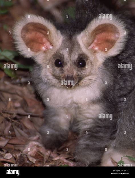 Glider Australia Animal at Karin Wright blog
