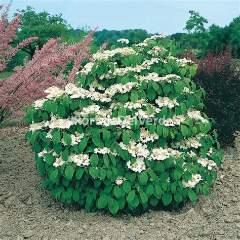 Viburnum PLICATUM 'SHASTA'