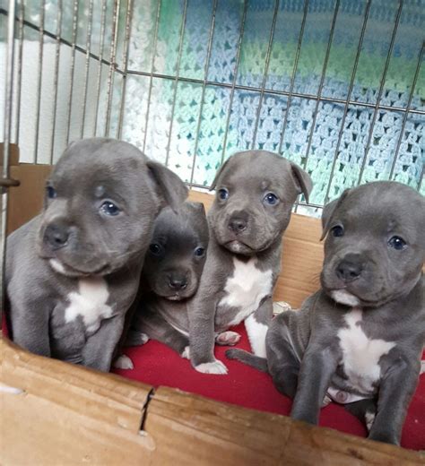 American Pit Bull Terrier Puppies For Sale | USAA Boulevard, San ...