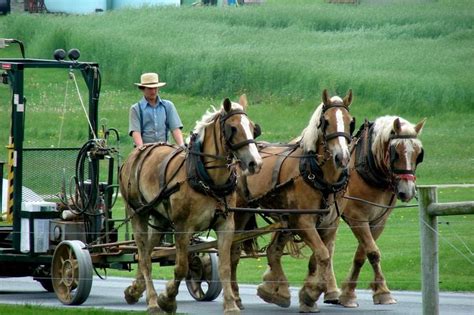 Amish Horse Power~ Sarah's Country Kitchen ~ | Amish culture, Amish ...