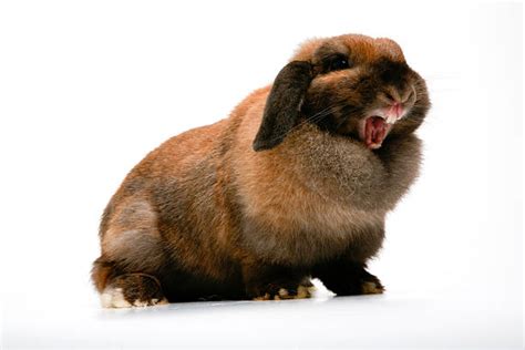 540+ Angry Bunny Photos Stock Photos, Pictures & Royalty-Free Images ...