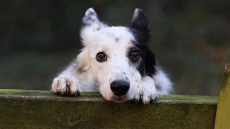 Skadi, última hora sobre su estado de salud: Thomi ya ha podido ...