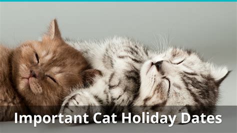 Important Cat Holiday Dates And Information For 2020