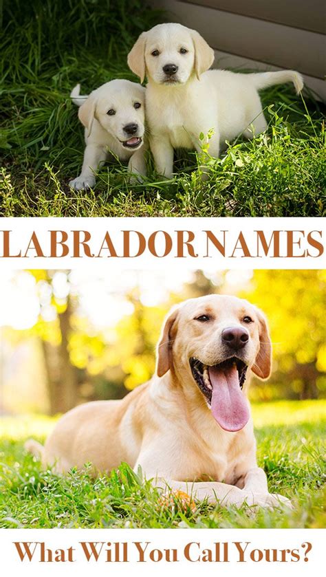 Labrador Names: Hundreds of Great Ideas to Help You Name Your Dog - The ...