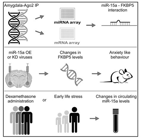 Bridging the gap in translational psychiatry | Max Planck Institute of ...