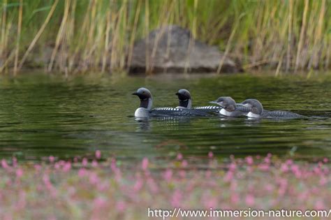 Plongeon arctique | www.immersion-nature.com