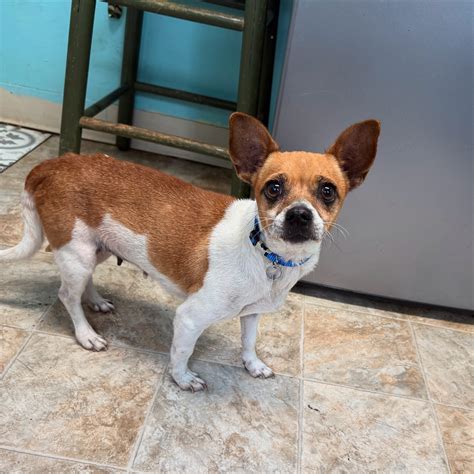 Charming Pet Rescue (@charmingpetrescue) • Instagram photos and videos