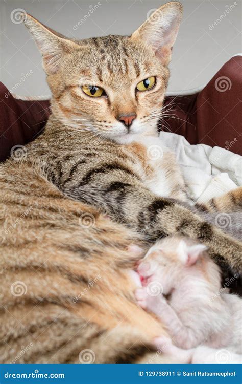 The Mother Cat is Nursing Newborn Kitten. Stock Image - Image of cuddly ...