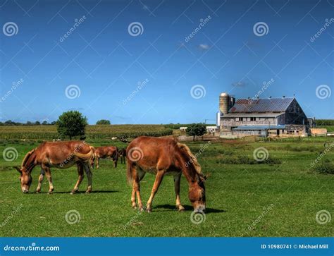 Amish Horse Farm stock image. Image of farm, horses, grazing - 10980741