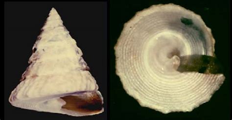 Trochidae, trochus, alcyna, cantharidus, clanculus, gibbula, monodonta ...