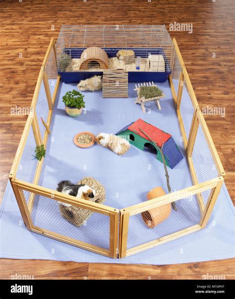 Guinea Pig, Cavie. Indoor enclosure with cage and run. Germany Stock ...