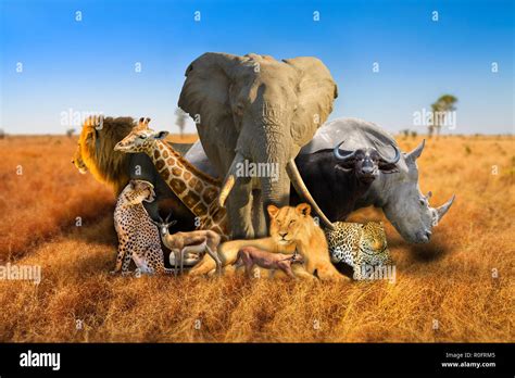 Big Five and wild african animals composition on savannah nature bokeh ...