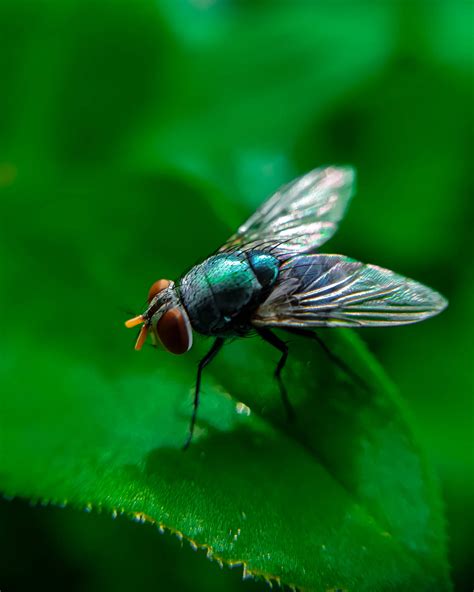 Download Top View Fly Wallpaper | Wallpapers.com