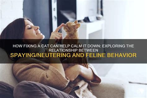 How Fixing A Cat Can Help Calm It Down: Exploring The Relationship ...