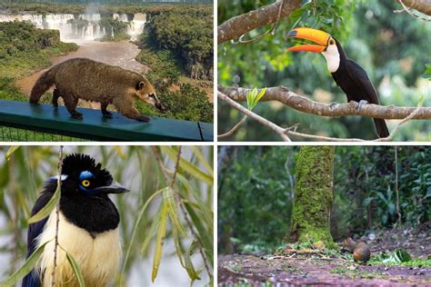 Best wildlife watching in Brazil - The Wildlife Diaries