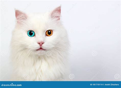 Avec Le Chat Blanc Heterochromia Coloré Différent D'yeux Chez Les Chats ...