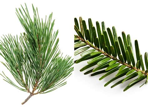 Pin, sapin, épicéa : quelles différences