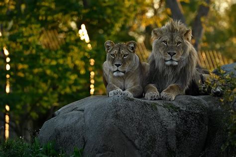 Skip the Line: Parc Zoologique de Paris Admission Ticket 2021 - Viator