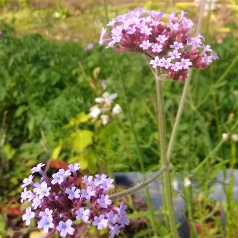 Plant Verveine de Buenos Aires (Verbena bonariensis L.) 100% bio Plantzone