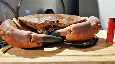 VENDREDI GOURMAND Le crabe tourteau de la poissonnerie Jean Hubert