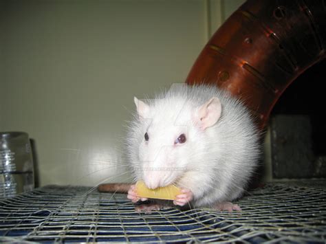 Pinky the rat eating cheese. by Eternatease on DeviantArt